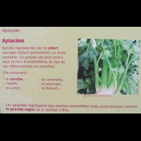 Famille Apiacees ou Apiaceae (txt)